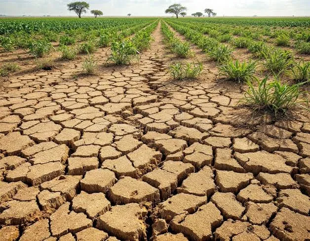 Climate stress and drought affecting agricultural landscapes.
