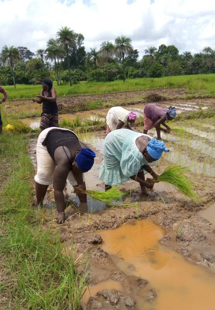 Smallholder production and field-based agricultural work.