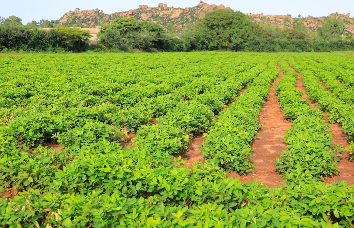 Green agricultural field with crop rows
