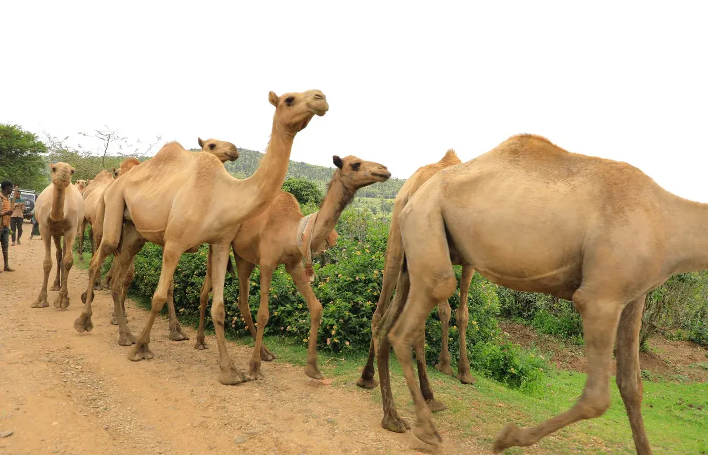 Dryland pastoral livelihoods