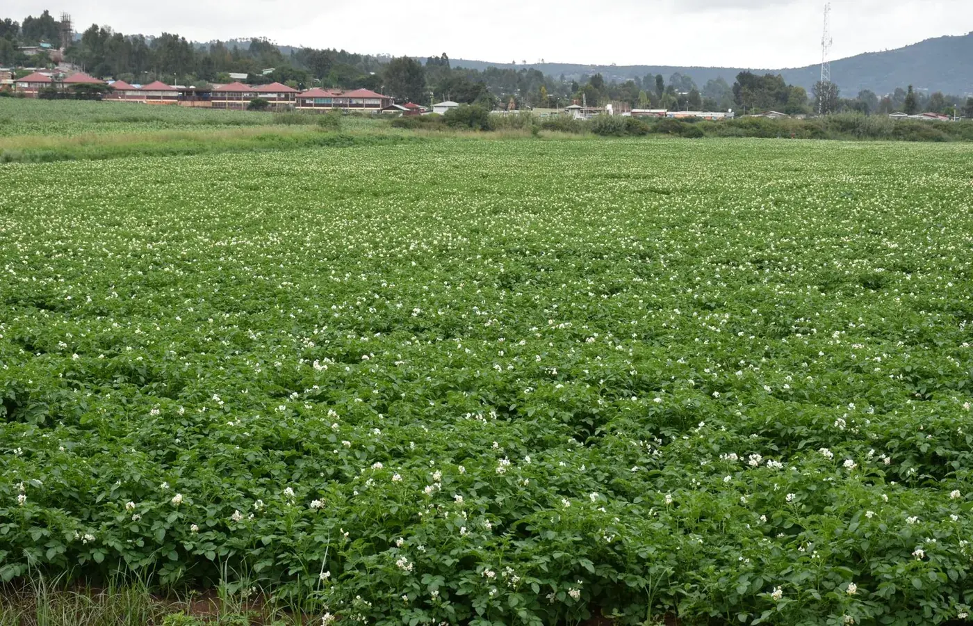 Green agricultural field